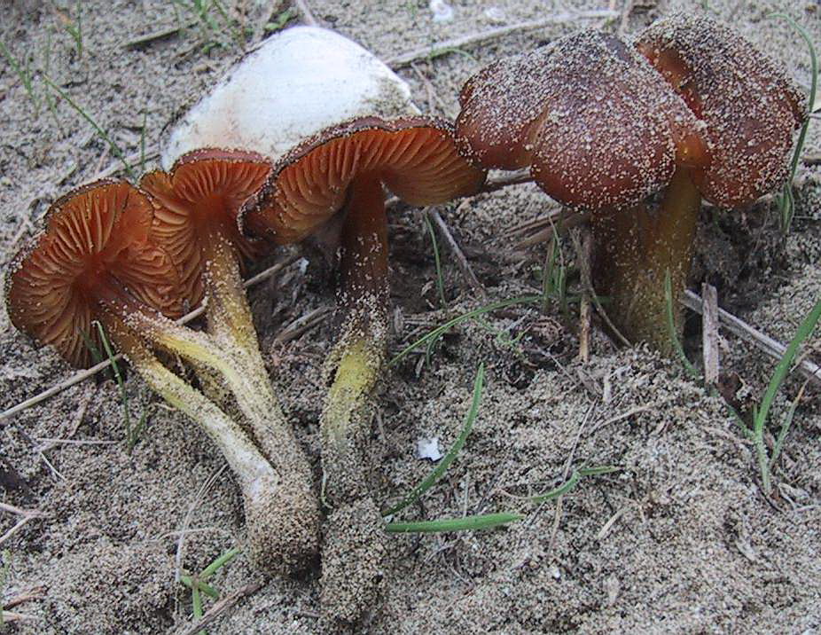 Spiagge Bianche - Fungo dunale 2